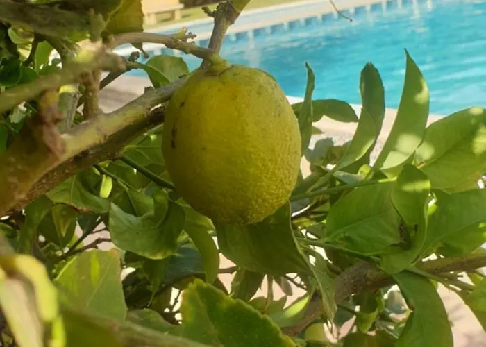 Wikos * Punta Prima (Alicante)