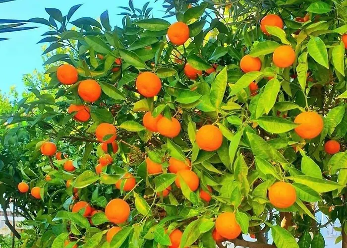 Wikos Punta Prima (Alicante)